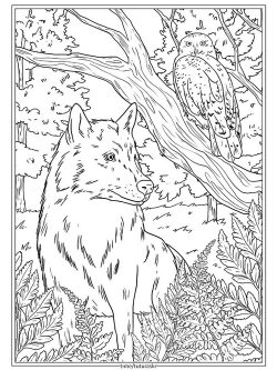 Раскраска Волк и филин в лесу