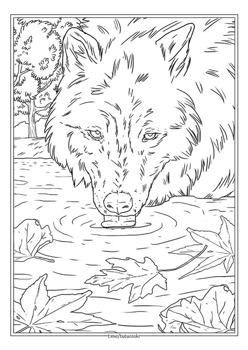 Раскраска Волк на водопое