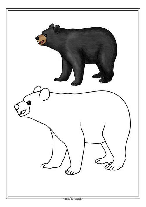 Раскраска Медведь