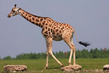 Детям о диких животных — Жираф