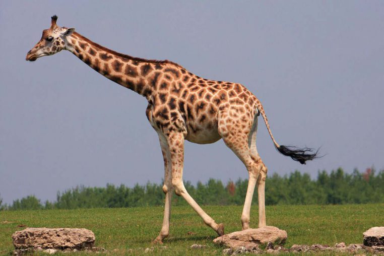 Детям о диких животных - Жираф