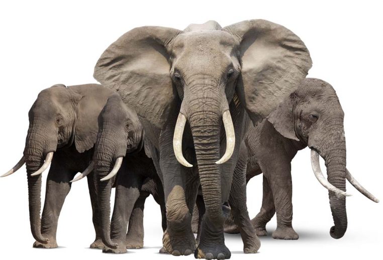 Детям о диких животных - Слон