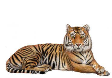 Детям о диких животных — Тигр