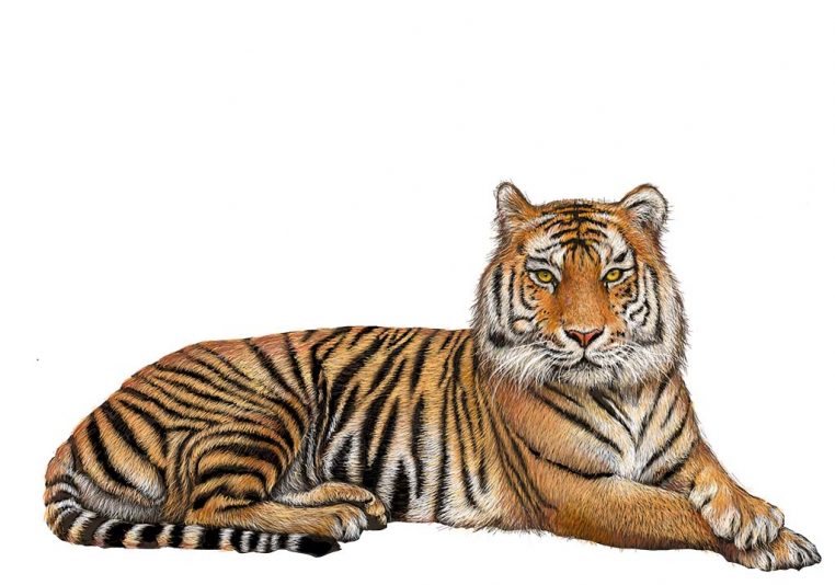 Детям о диких животных - Тигр